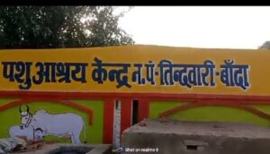 गौशाला, तिंदवारी नगर पंचायत गौशाला, गौसेवा, गोरक्षा, विश्व हिंदू महासंघ, पशुसेवा, धर्म, समाजसेवा, गायों की देखभाल
